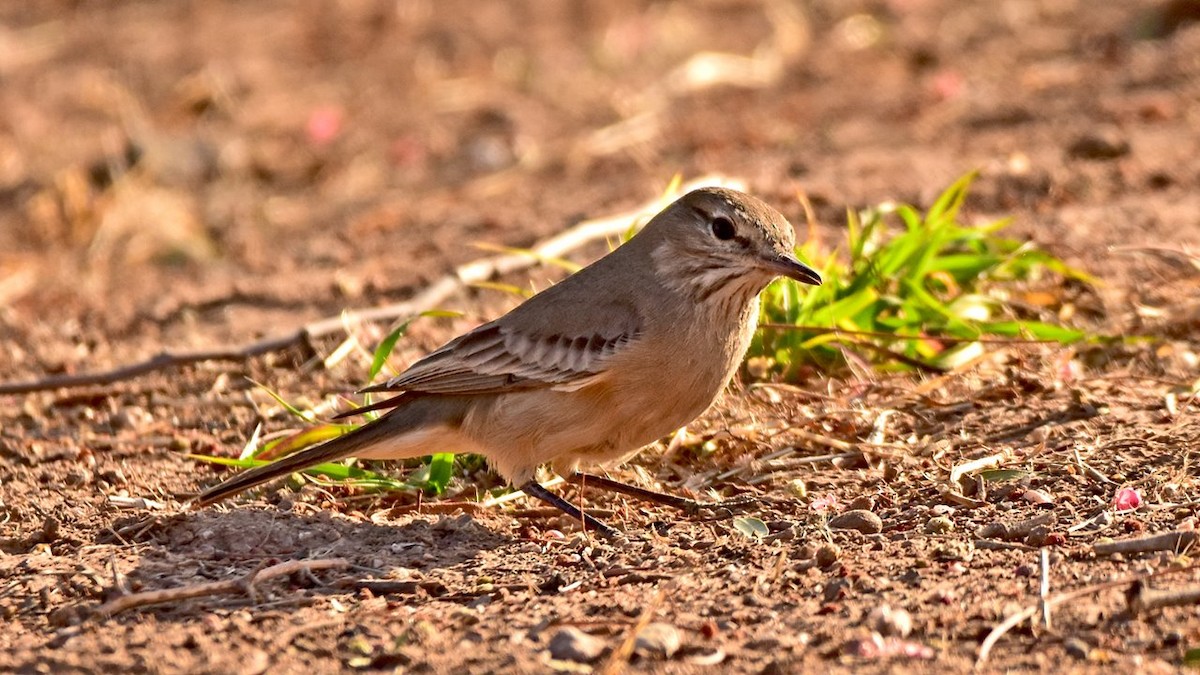 Lesser Shrike-Tyrant - ML197075411