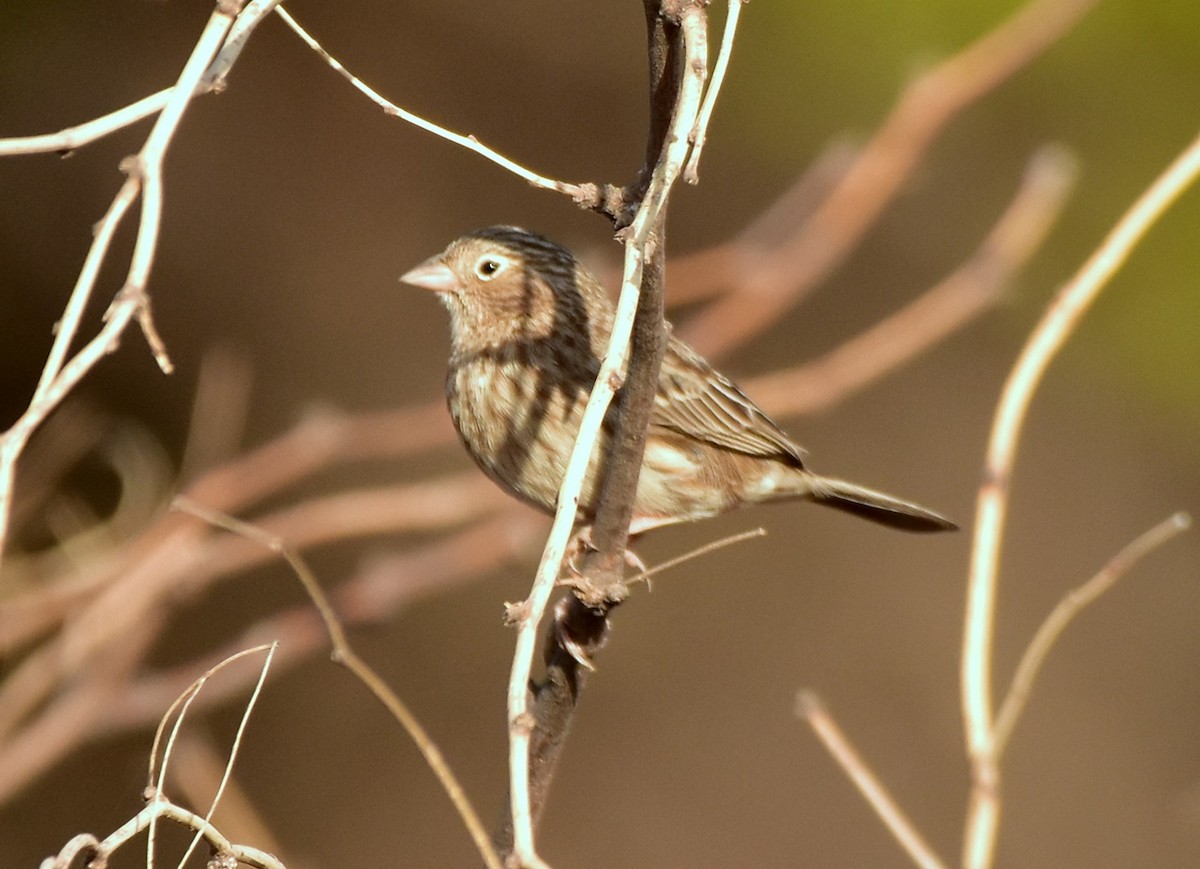 Carbonated Sierra Finch - Carlos De Biagi