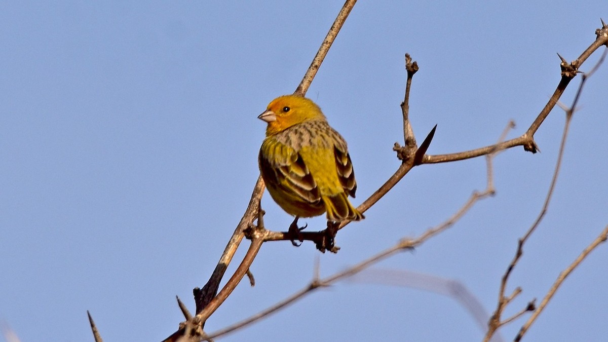 Saffron Finch - Carlos De Biagi