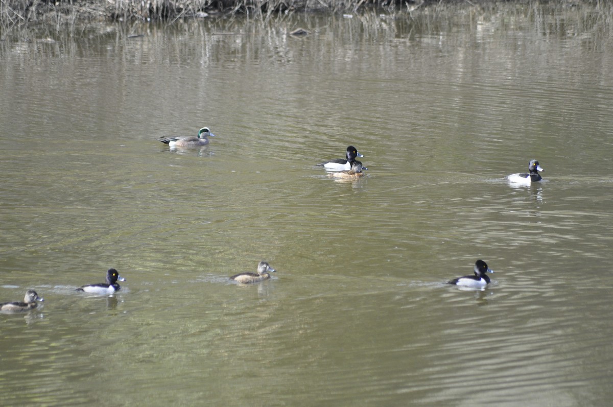 American Wigeon - ML197076121