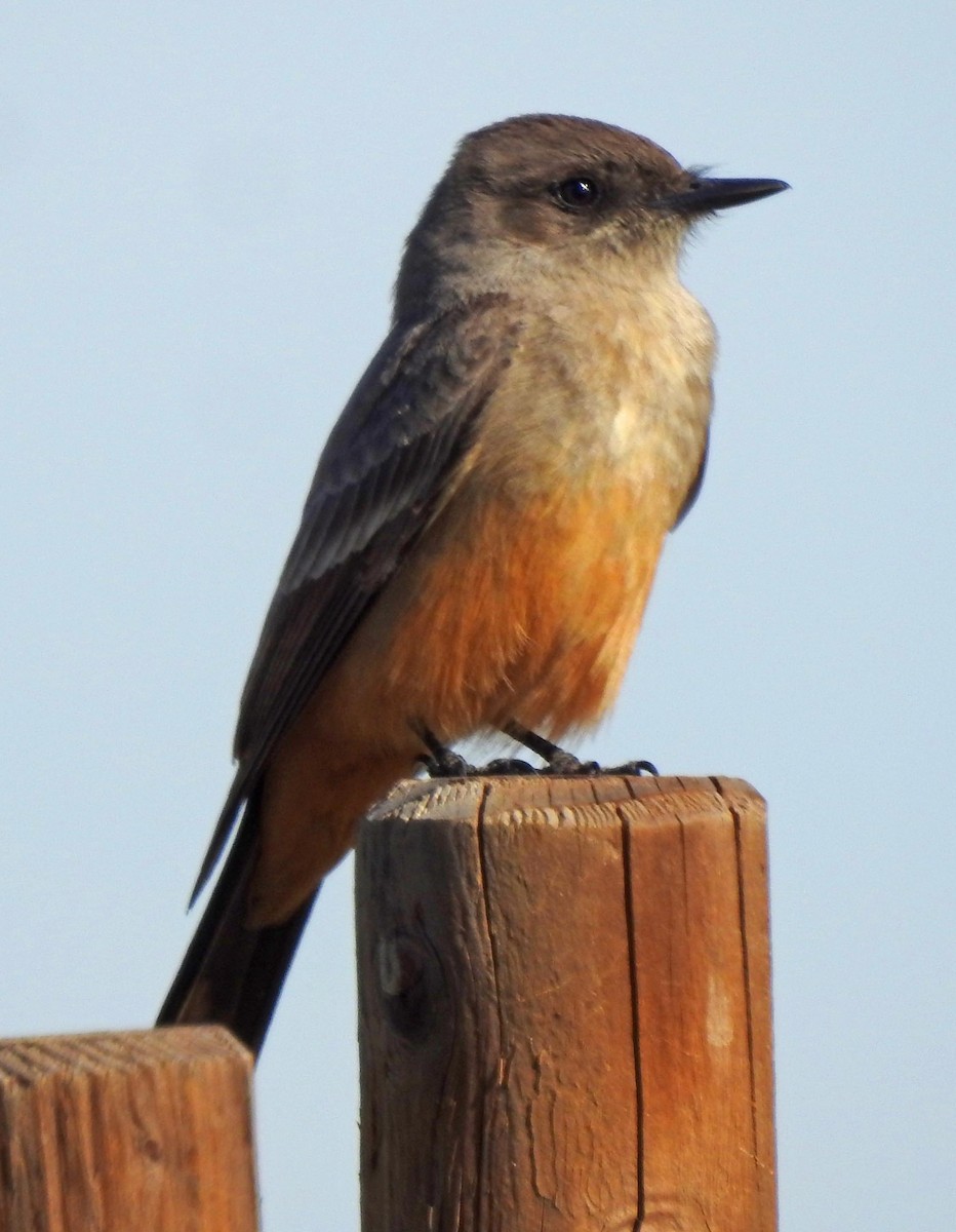 Say's Phoebe - lynda fenneman