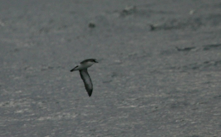 Manx Shearwater - ML197076361