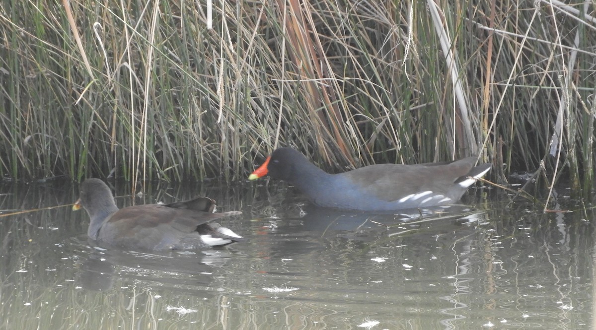 Gallinule d'Amérique - ML197080861