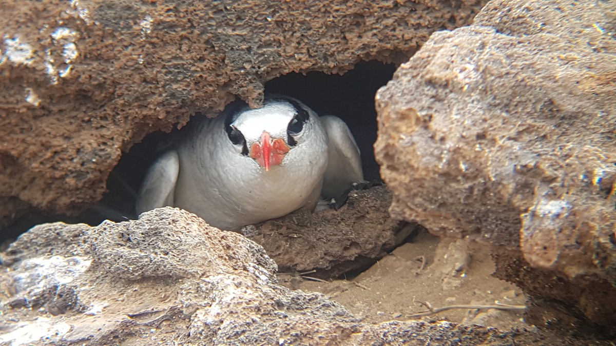 Red-billed Tropicbird - Amanda Starbuck