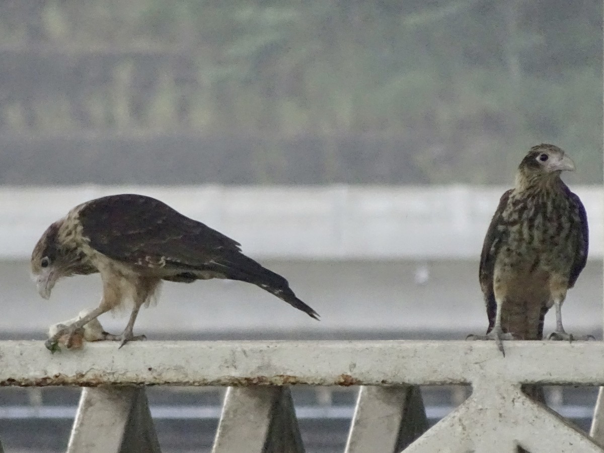 Yellow-headed Caracara - ML197083091