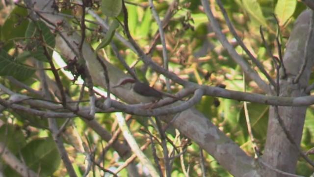 Rufous-tailed Tailorbird - ML197083261