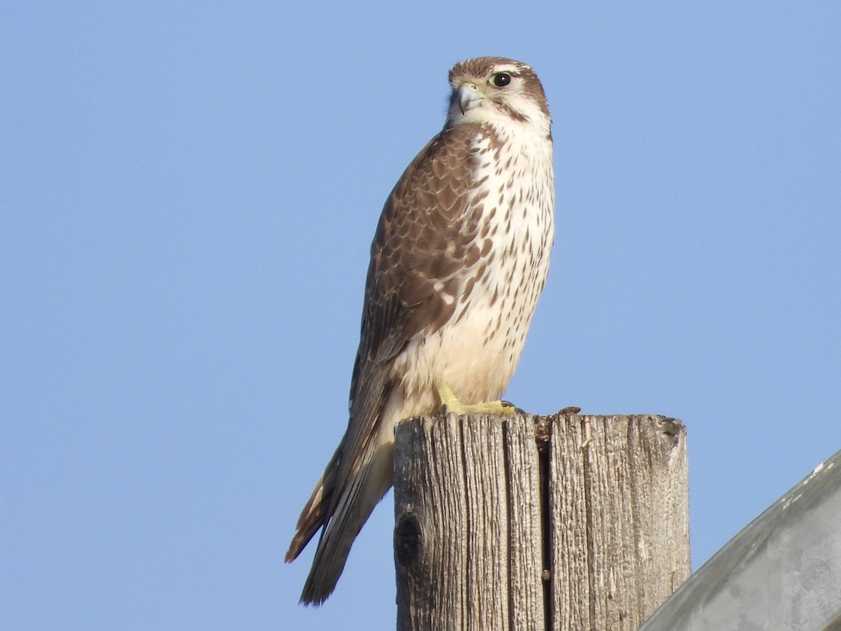 Prairie Falcon - George Folsom