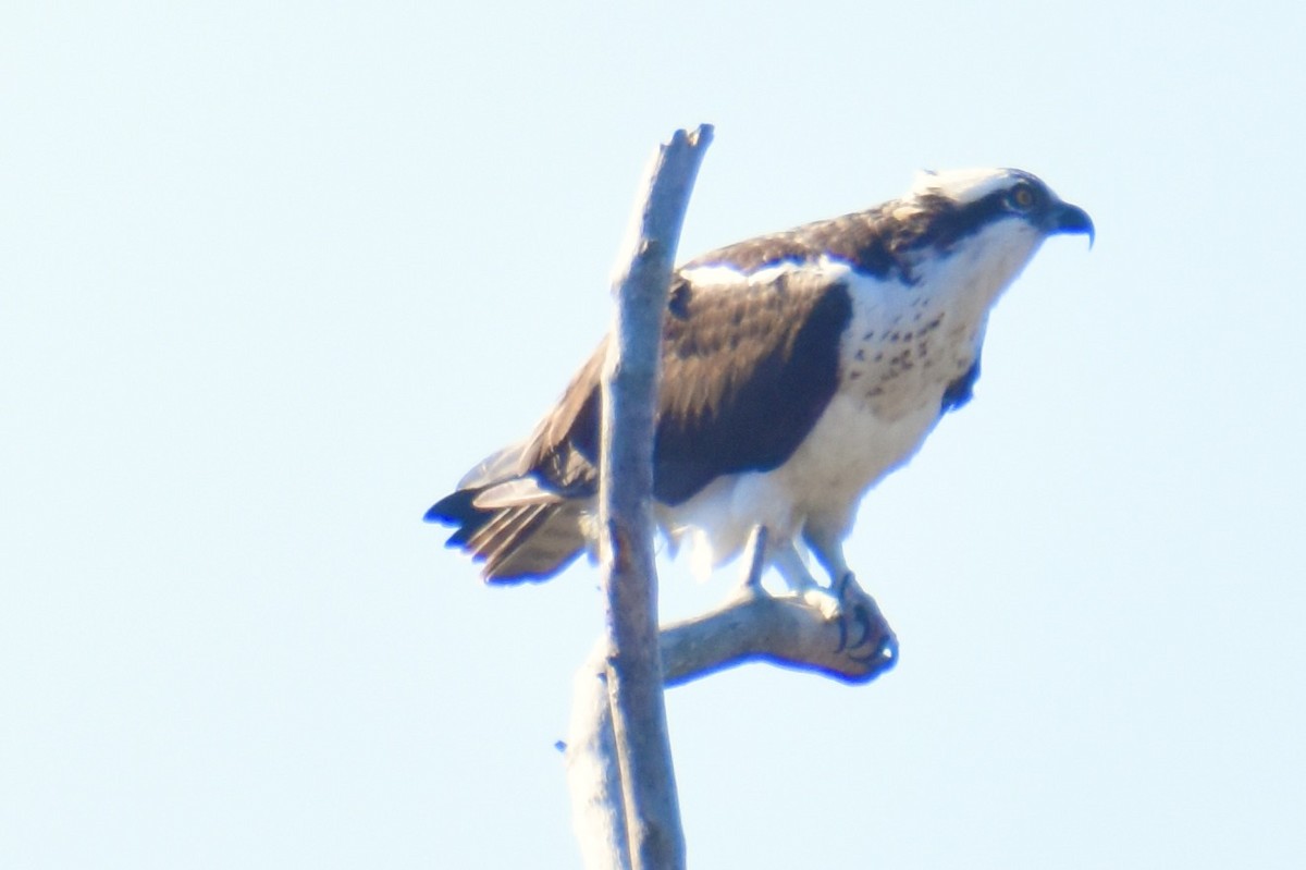 Águila Pescadora - ML197084731