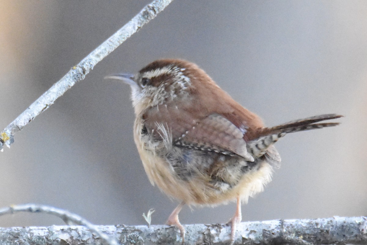 Carolina Wren - Tammy Brown