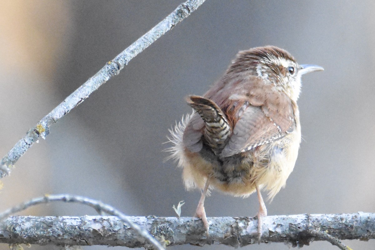 Carolina Wren - Tammy Brown