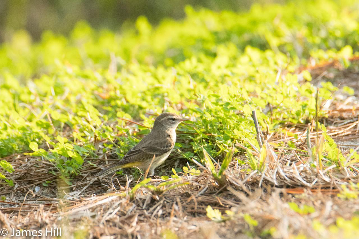 Palm Warbler - ML197086941