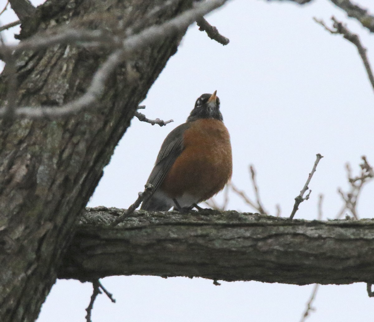 American Robin - Brian Tychie