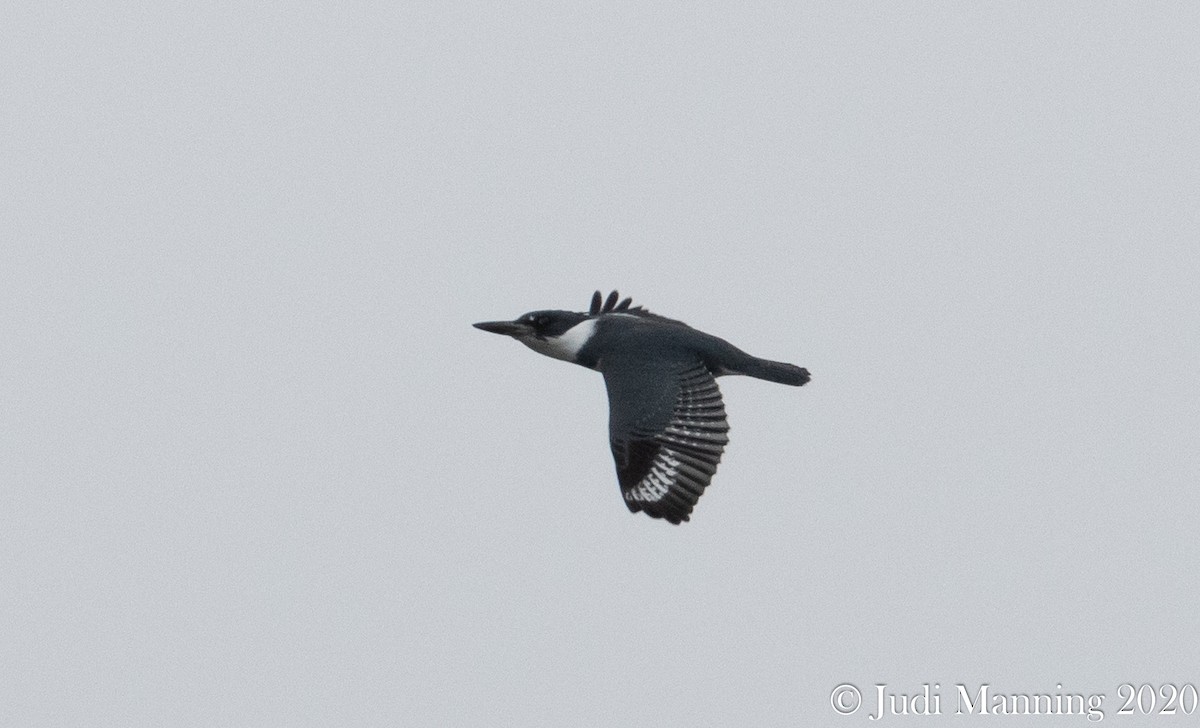 Belted Kingfisher - ML197088771