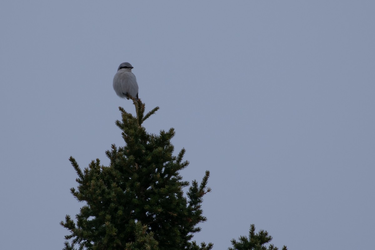 Northern Shrike - Will Black