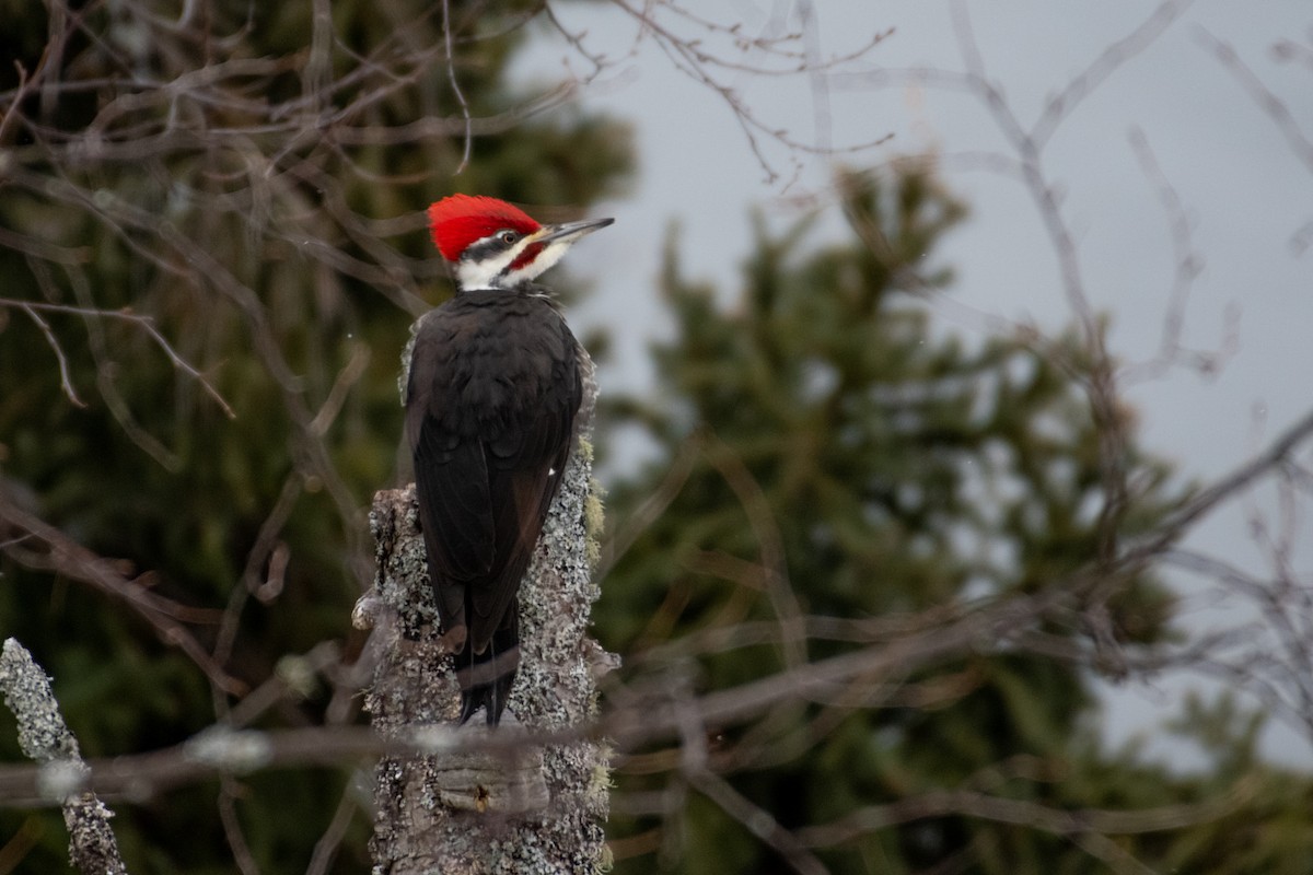 Pileated Woodpecker - ML197089131