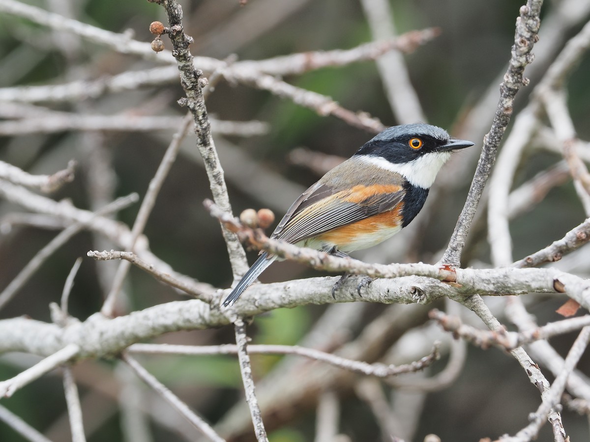 Cape Batis - ML197089241