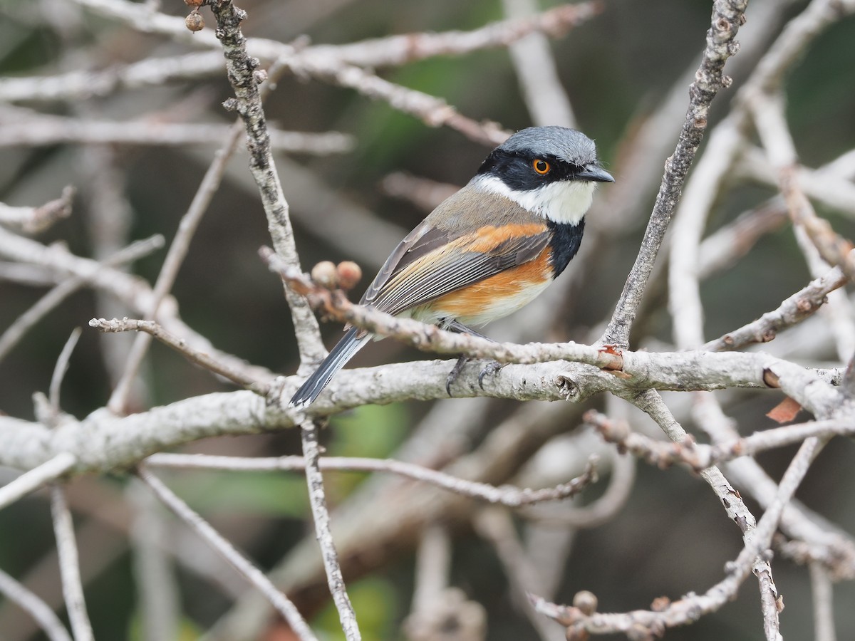 Cape Batis - ML197089261