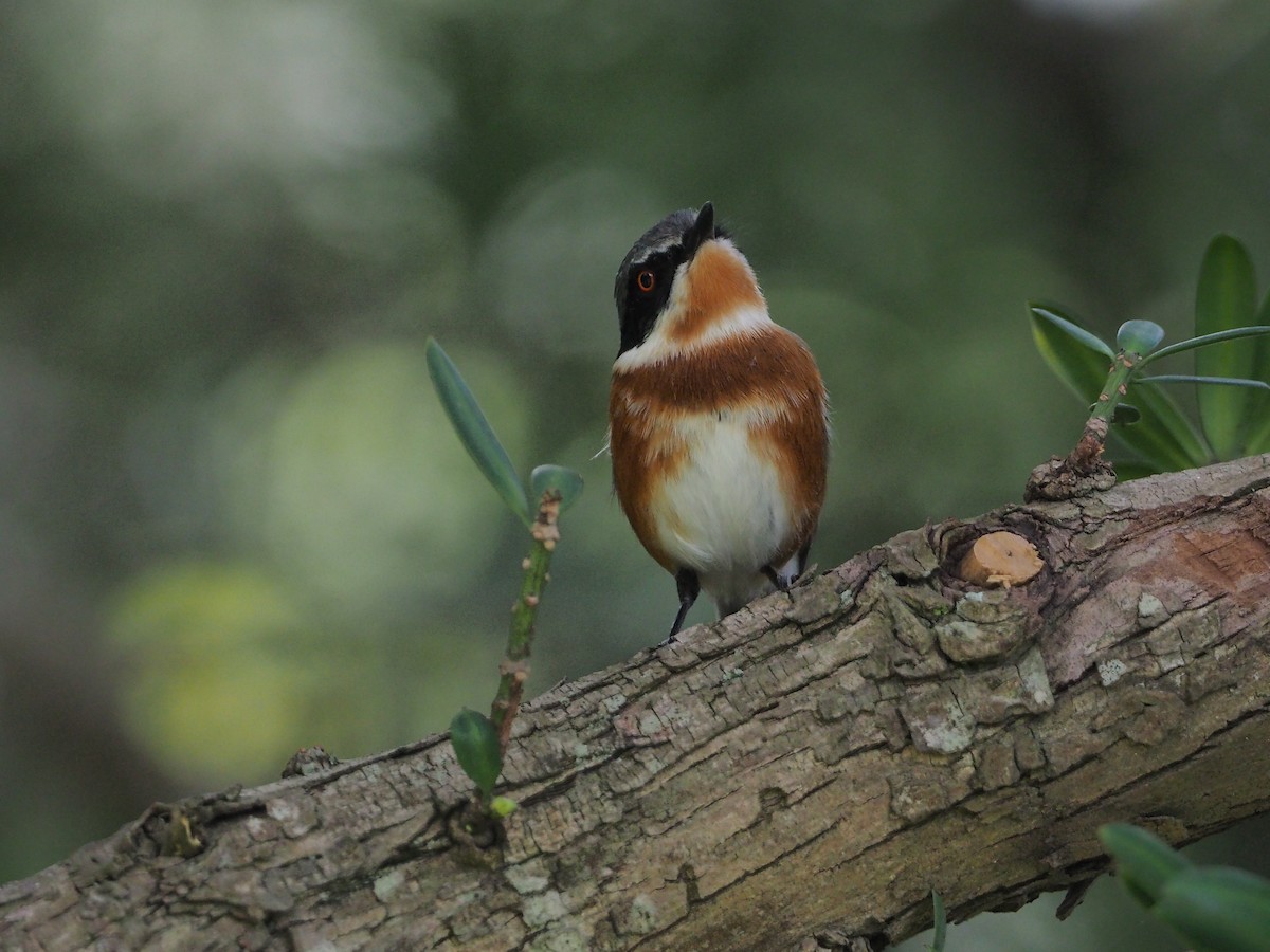 Cape Batis - ML197089271