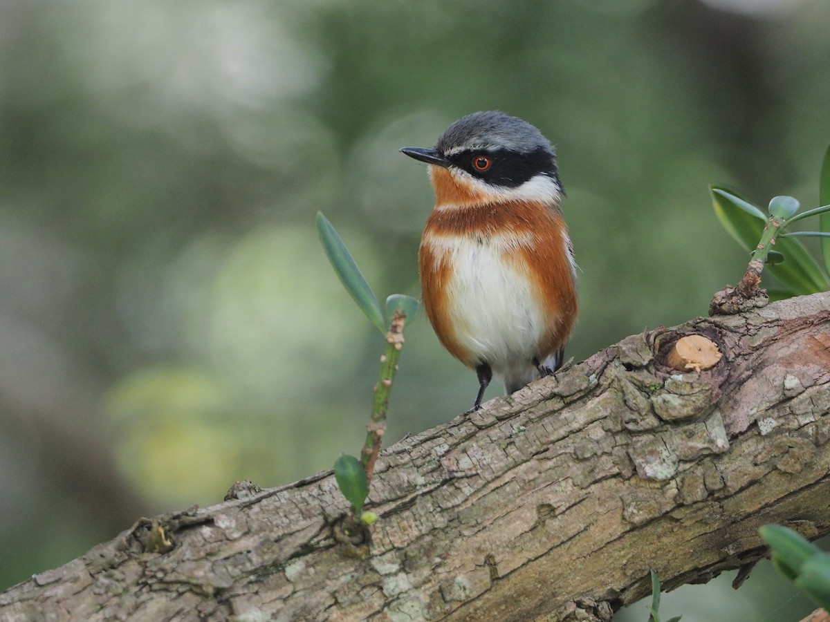 Cape Batis - ML197089281