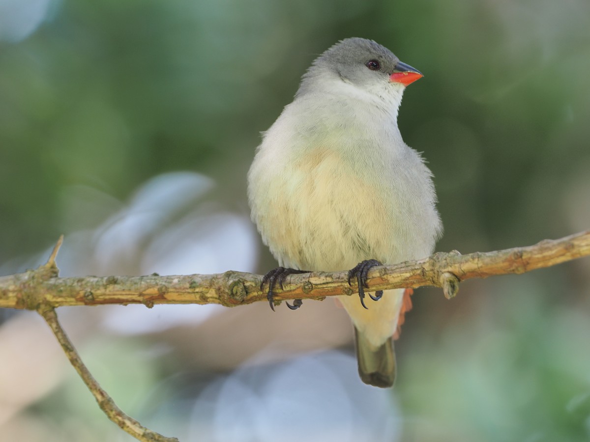 Swee Waxbill - ML197089351