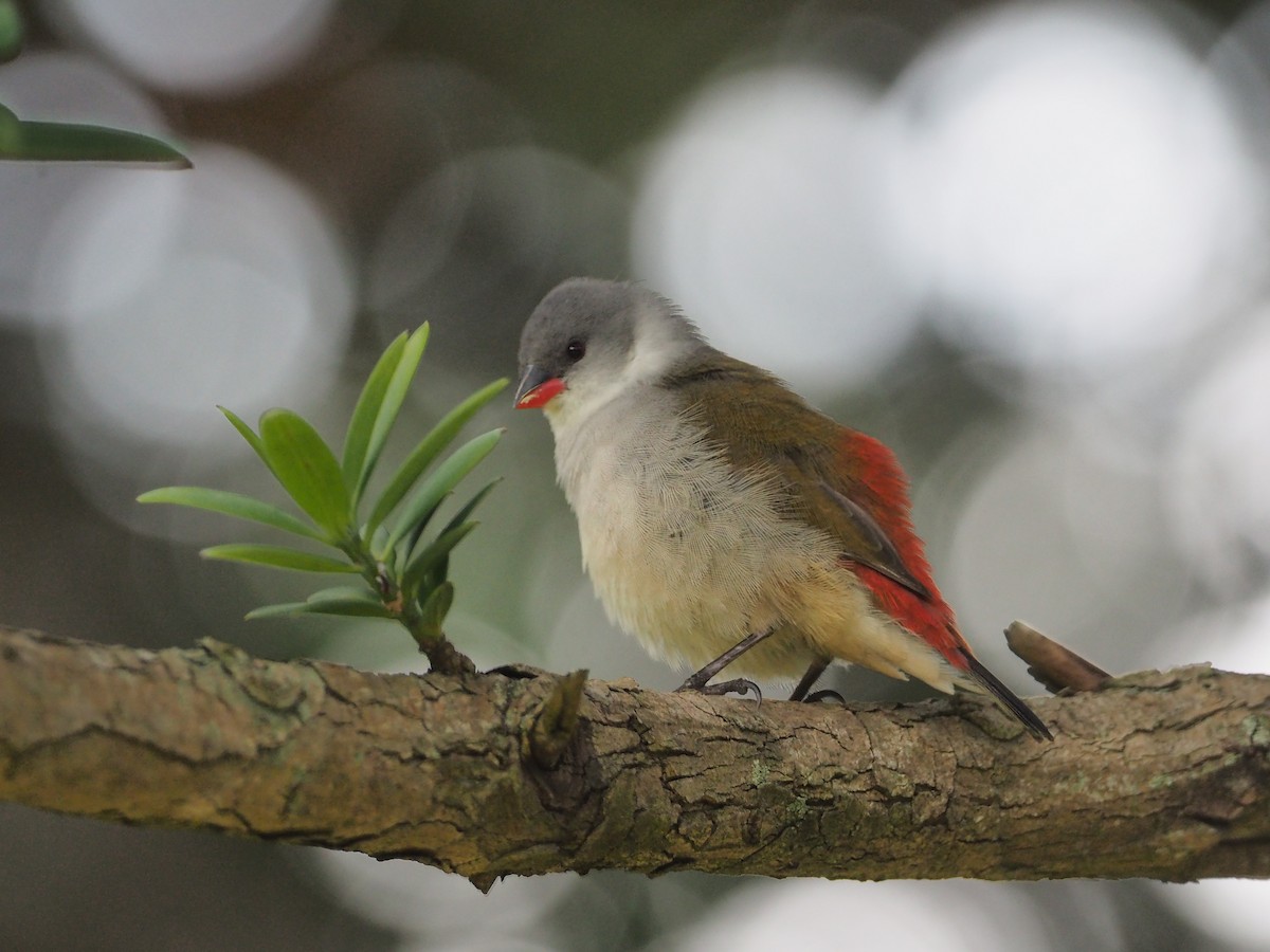 Swee Waxbill - ML197089381