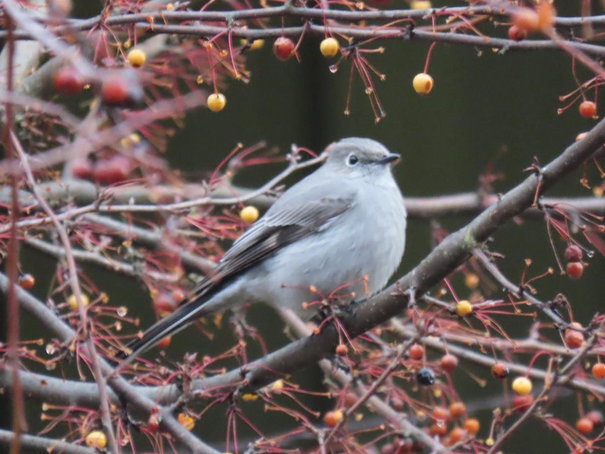 Townsend's Solitaire - ML197090851