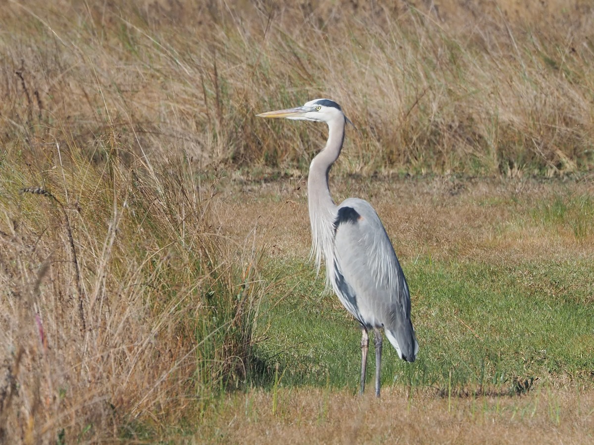 Great Blue Heron - ML197092661