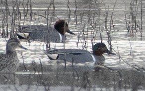 Green-winged Teal - Norman Soskel