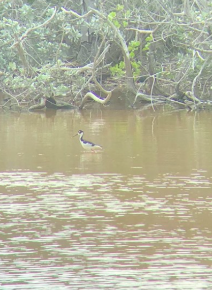 Black-necked Stilt - ML197095661