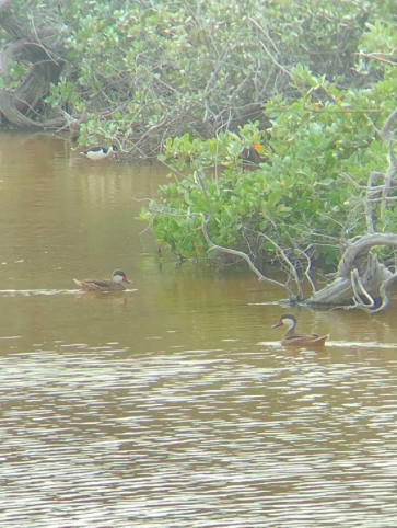 White-cheeked Pintail - ML197095681