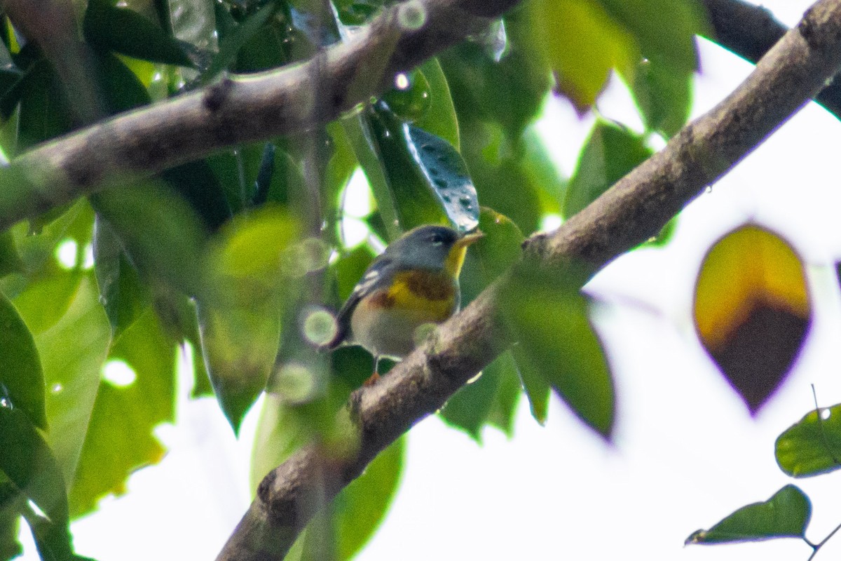 Northern Parula - ML197096681