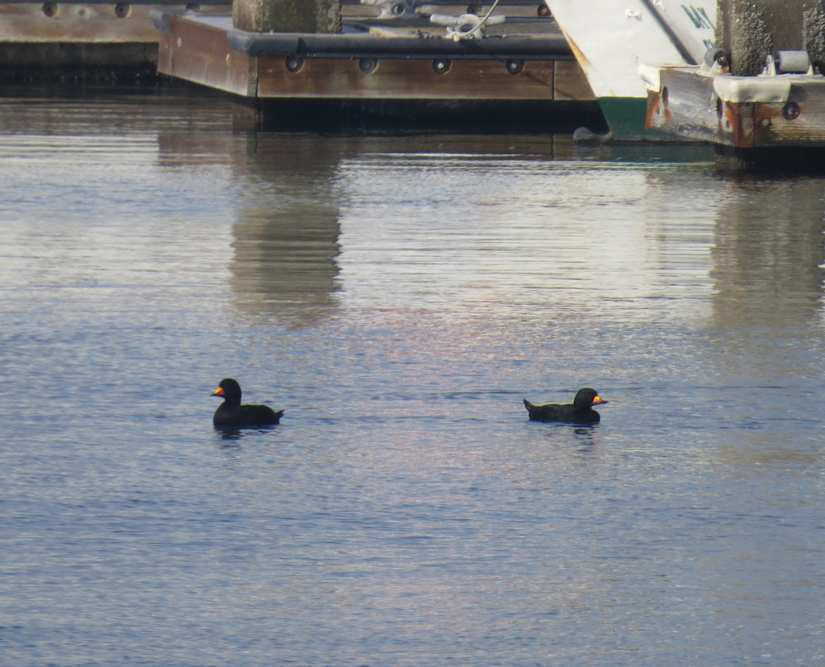 Black Scoter - ML197097571