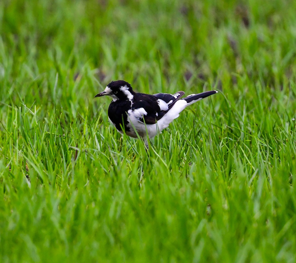 Magpie-lark - ML197097731