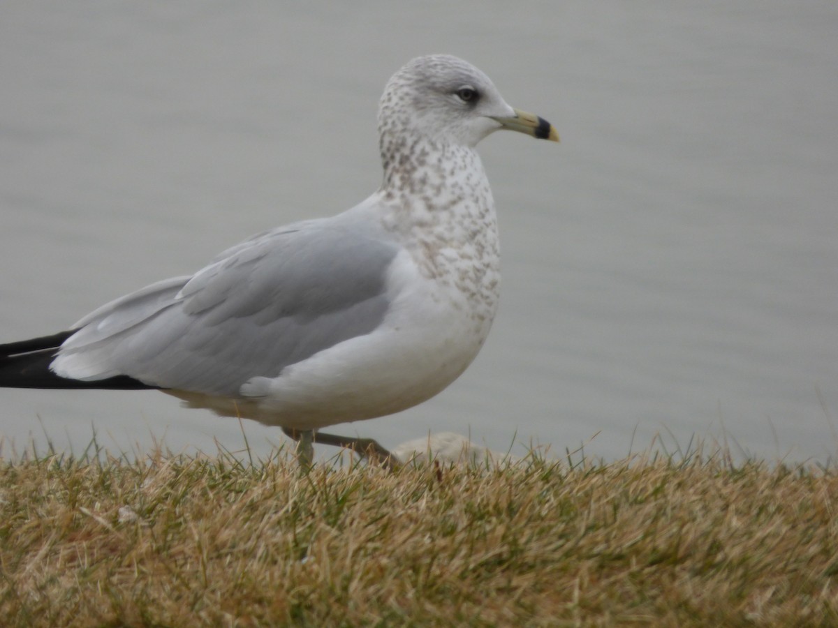 Ring-billed Gull - Quinn F.