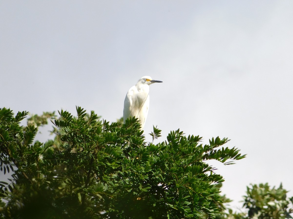 Snowy Egret - ML197098581