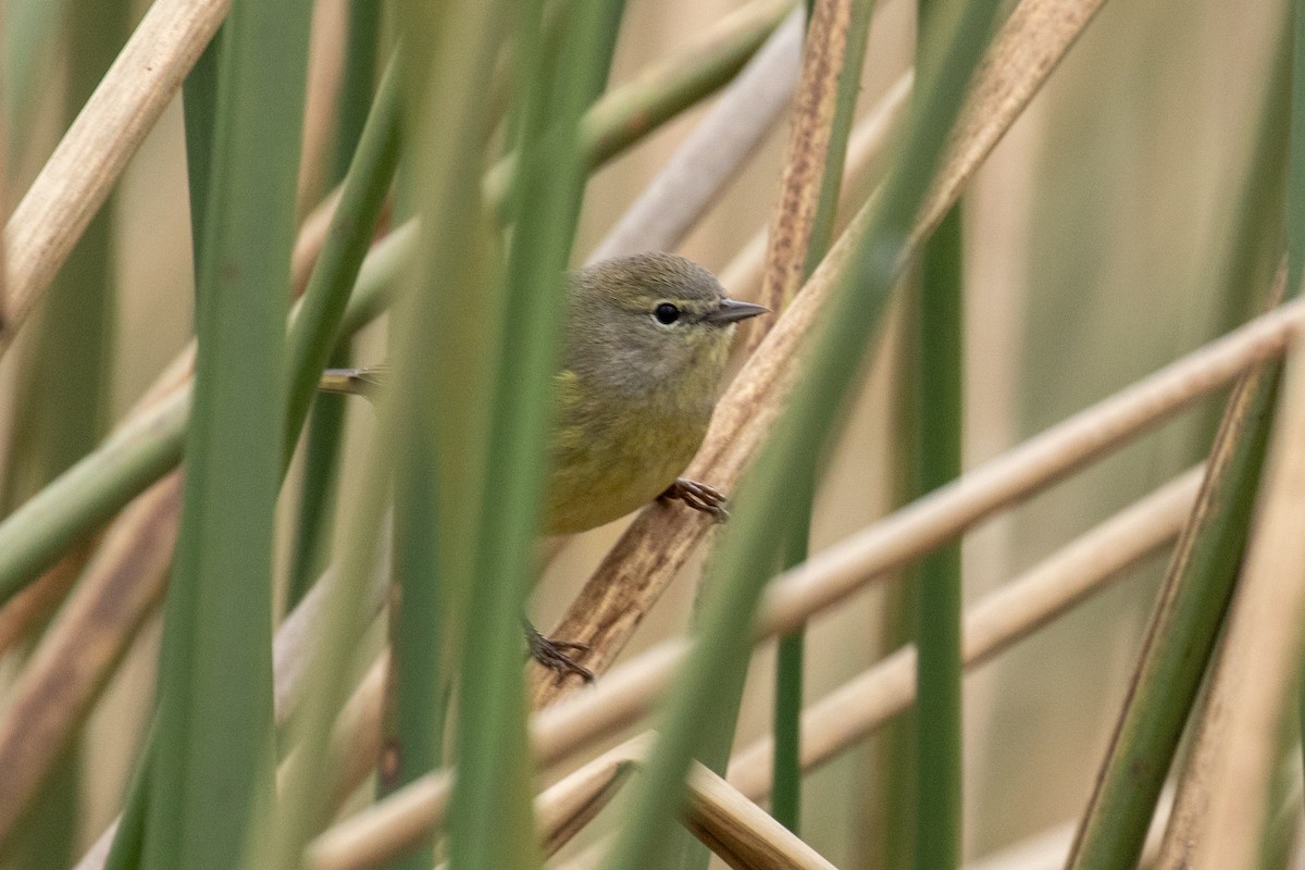 Orange-crowned Warbler - ML197098831