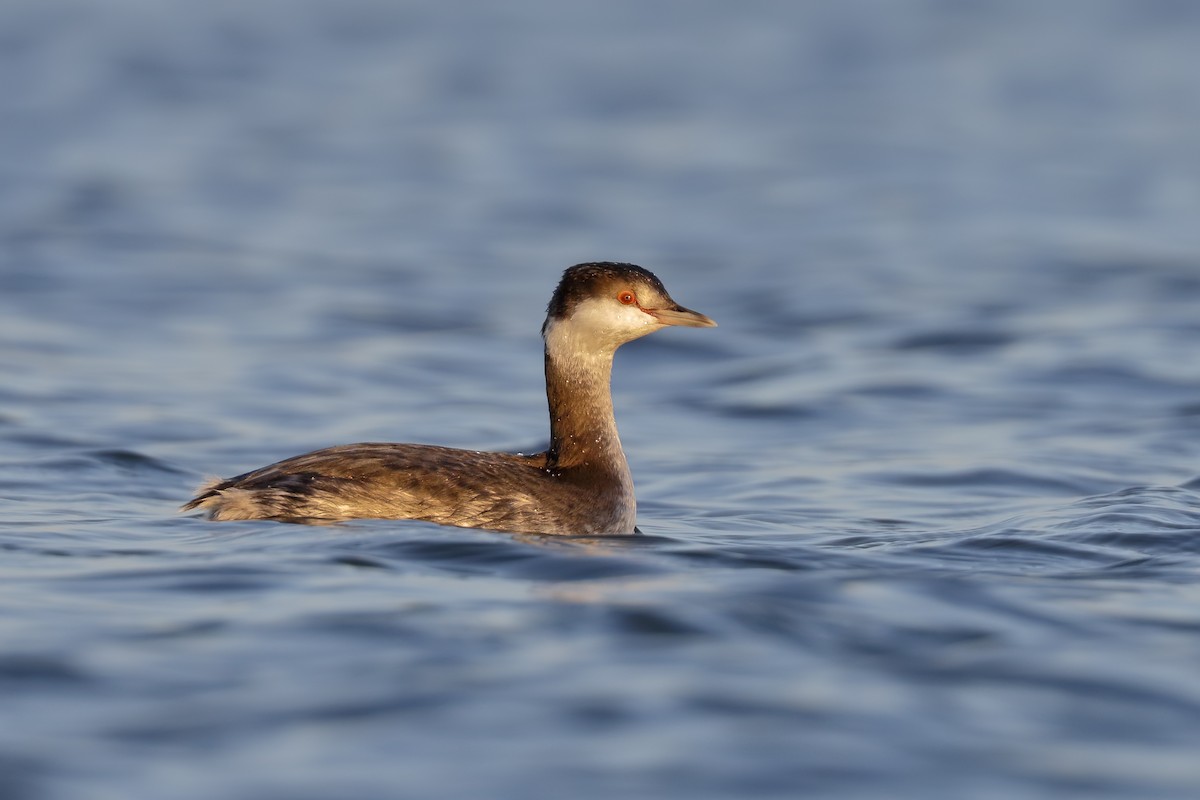 Horned Grebe - Sharif Uddin