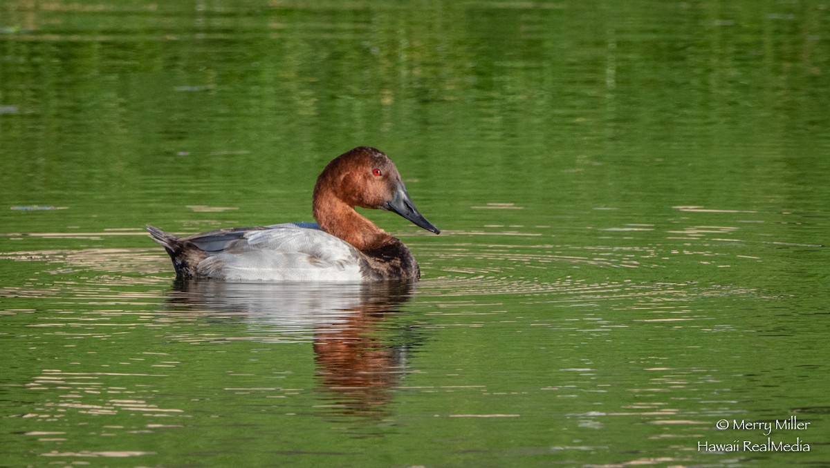 Canvasback - Merry Miller
