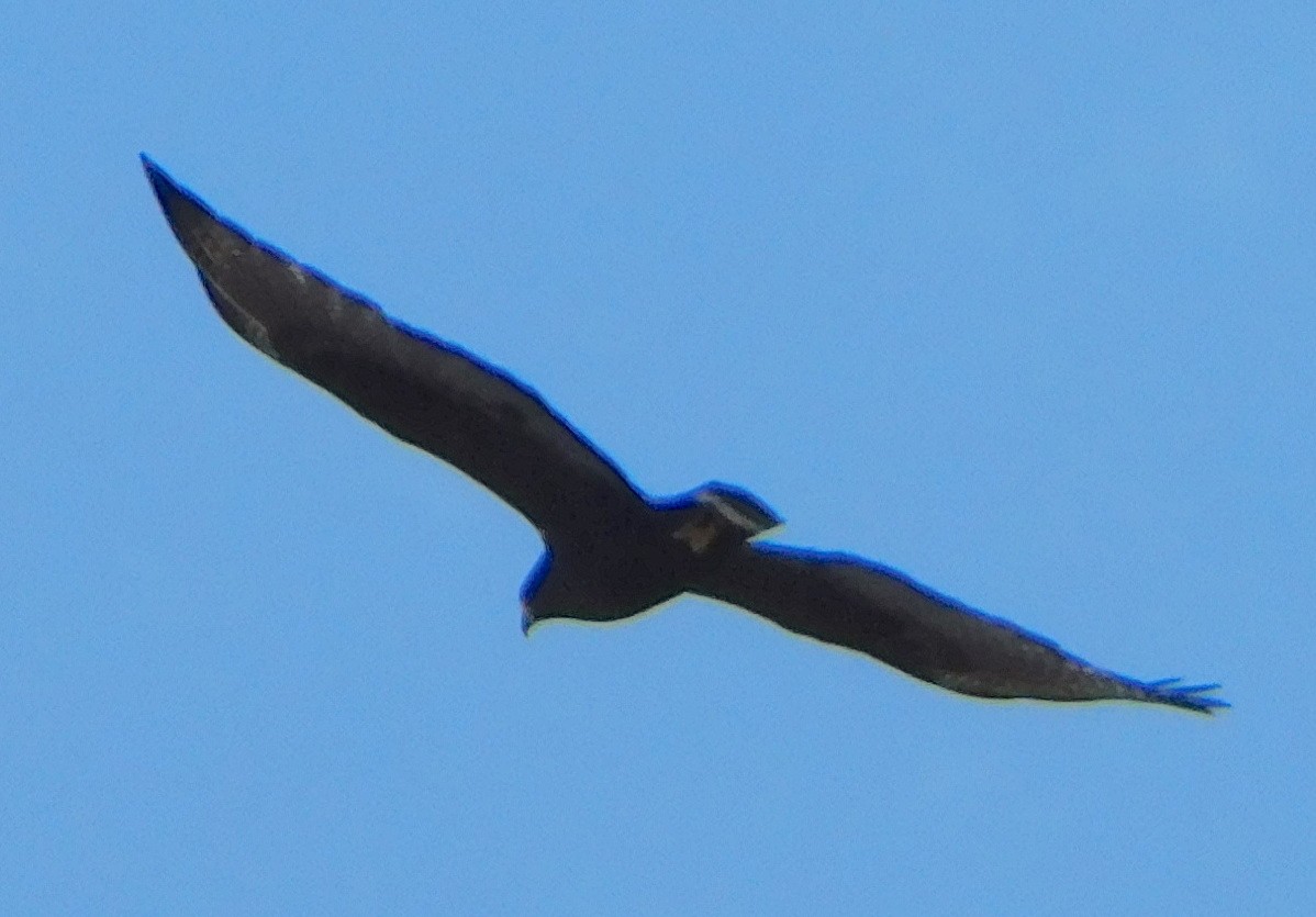 Zone-tailed Hawk - ML197106281