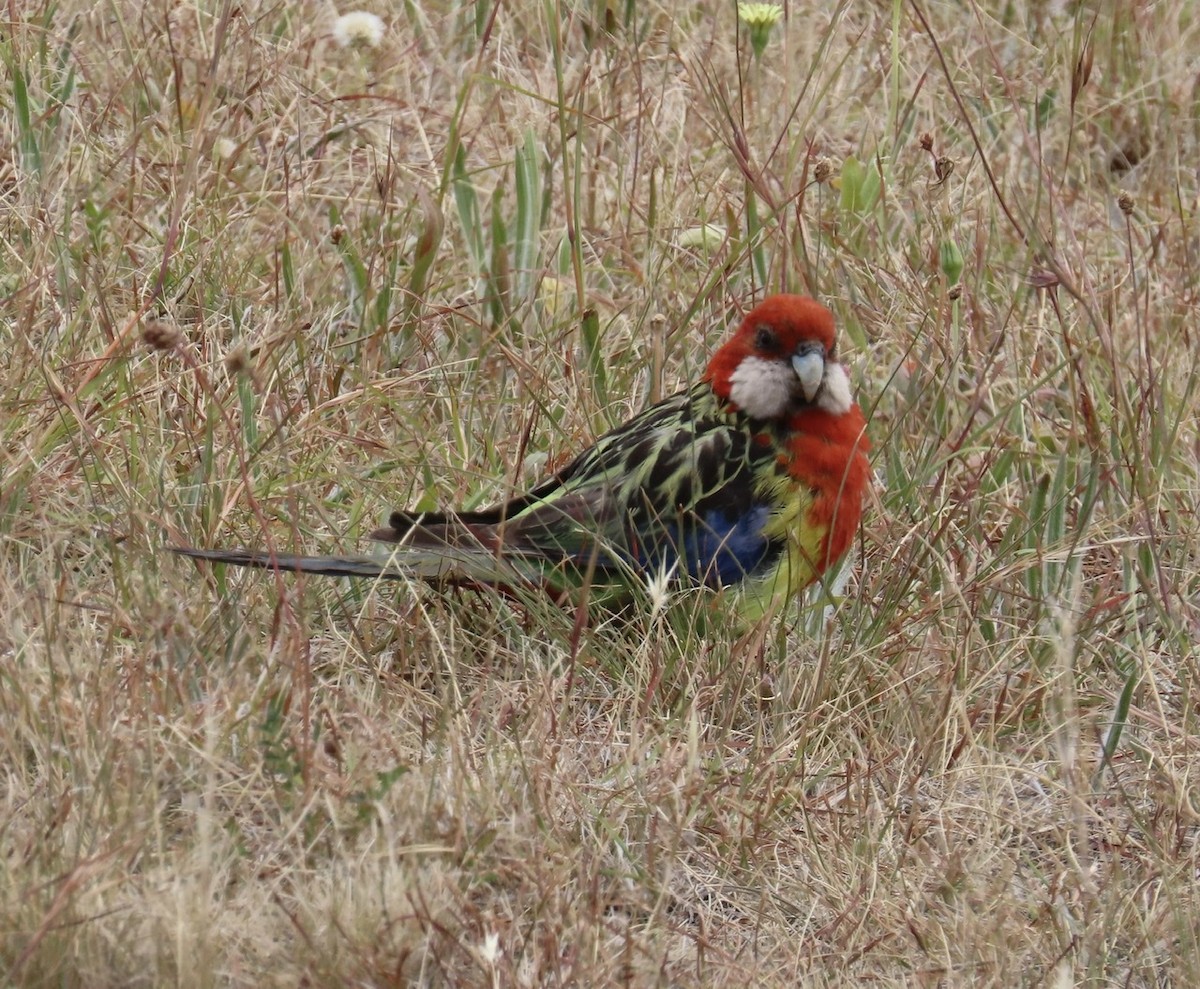 Eastern Rosella - ML197106901