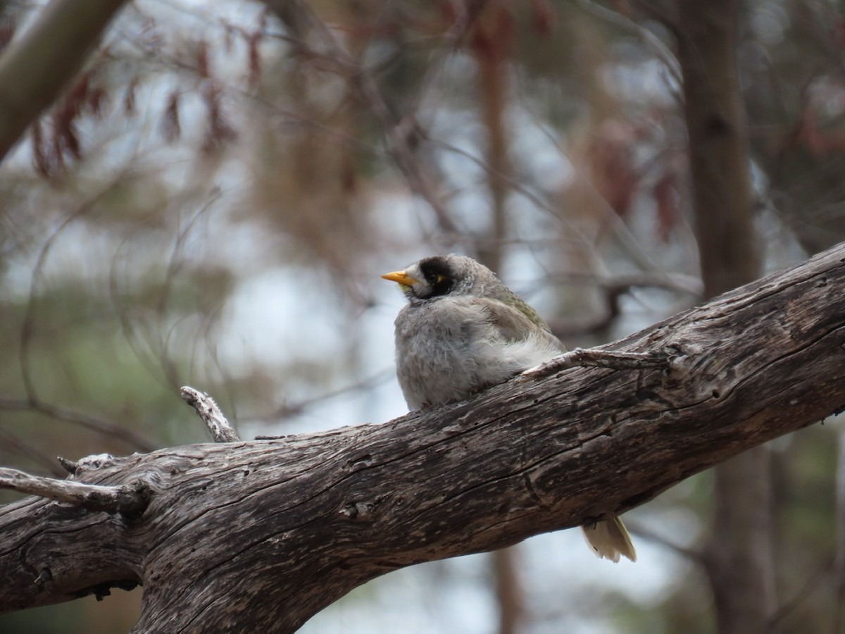Noisy Miner - ML197107021