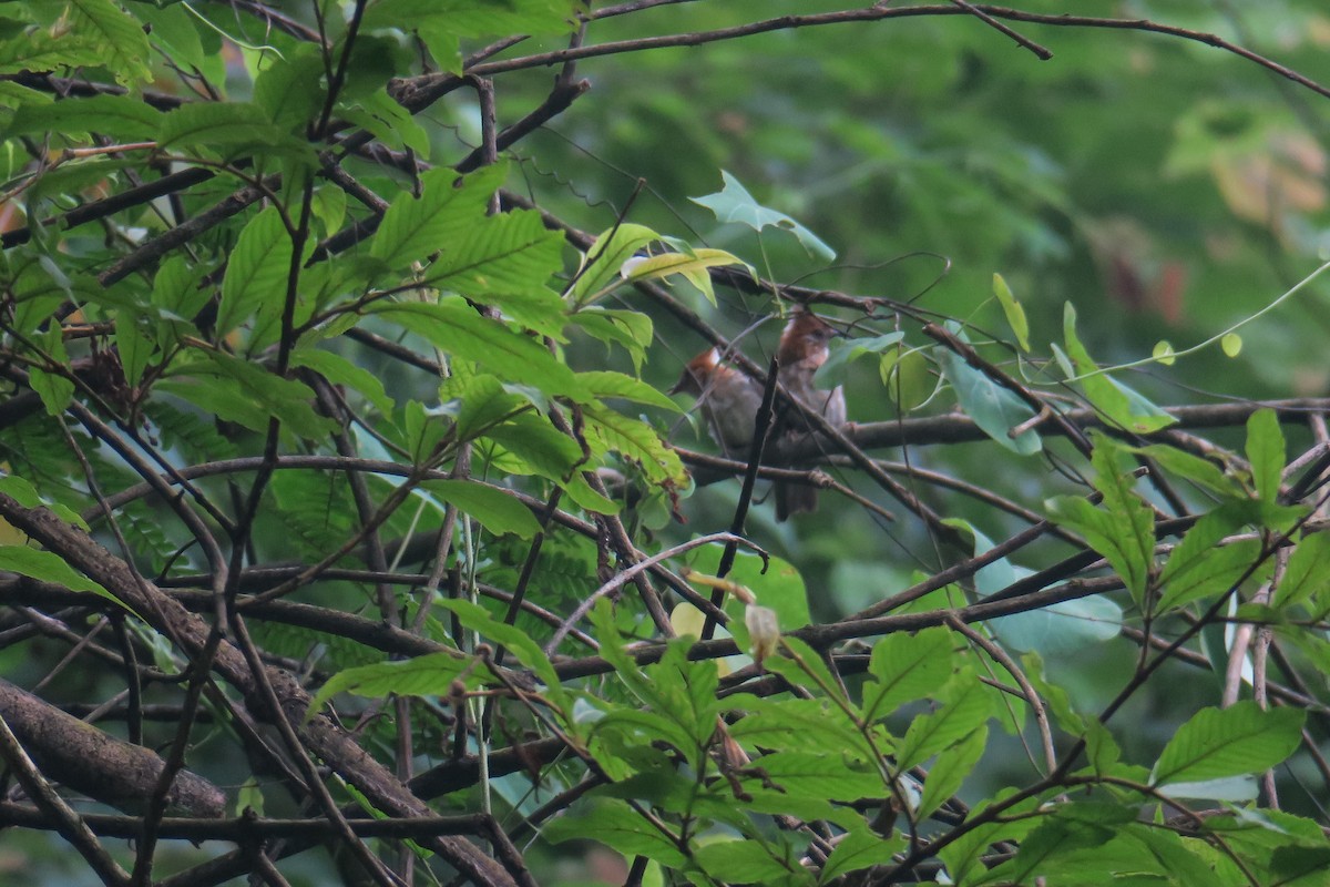 White-naped Yuhina - Rishi Palit