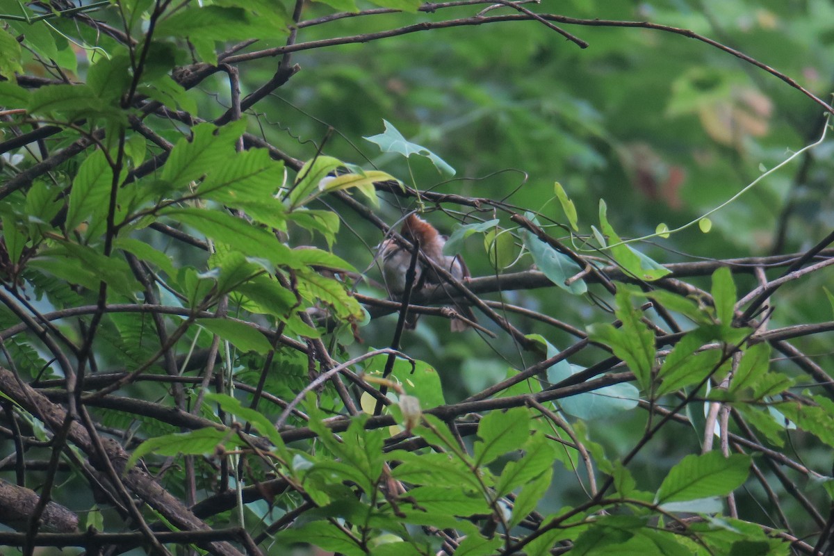 White-naped Yuhina - Rishi Palit