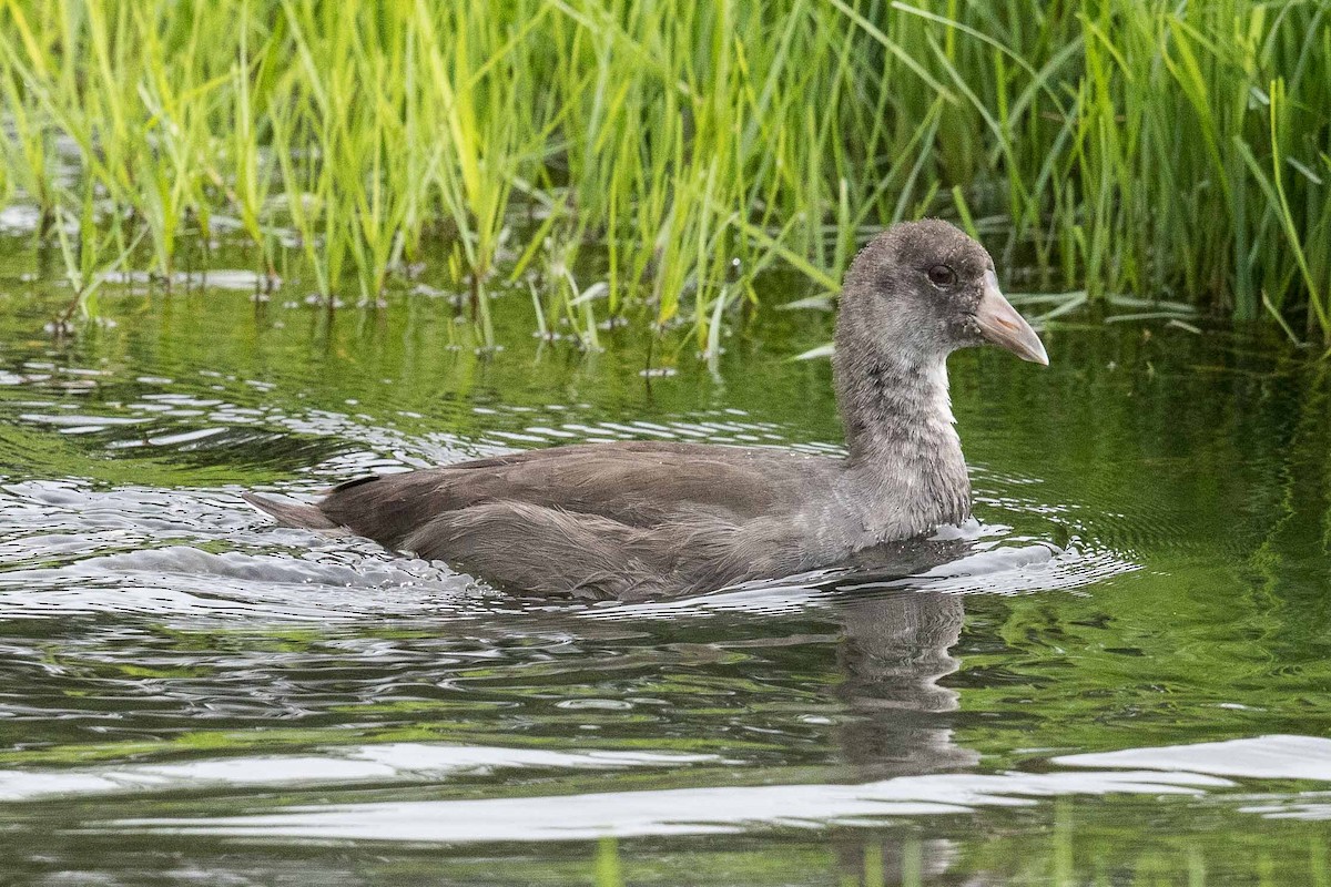 Hawaiian Coot - ML197108791