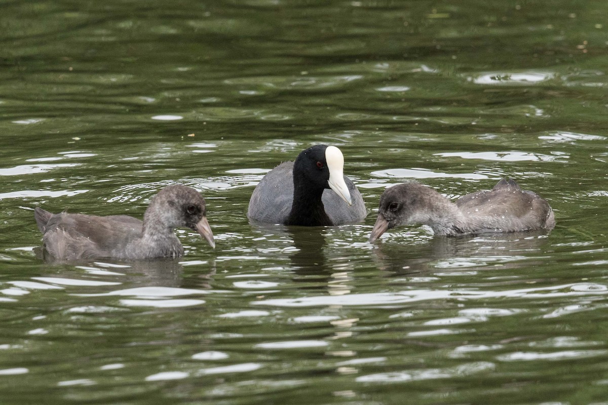 Hawaiian Coot - Eric VanderWerf