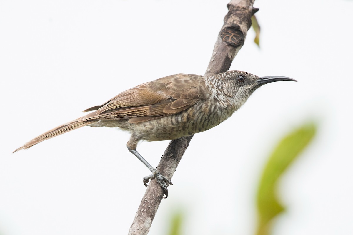 Barred Honeyeater - ML197111071