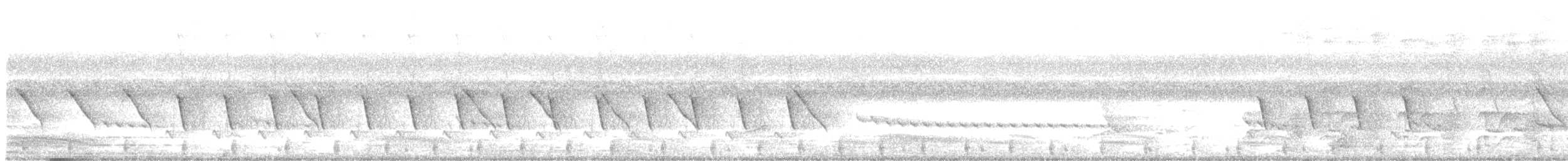Râle à poitrine blanche - ML197113151