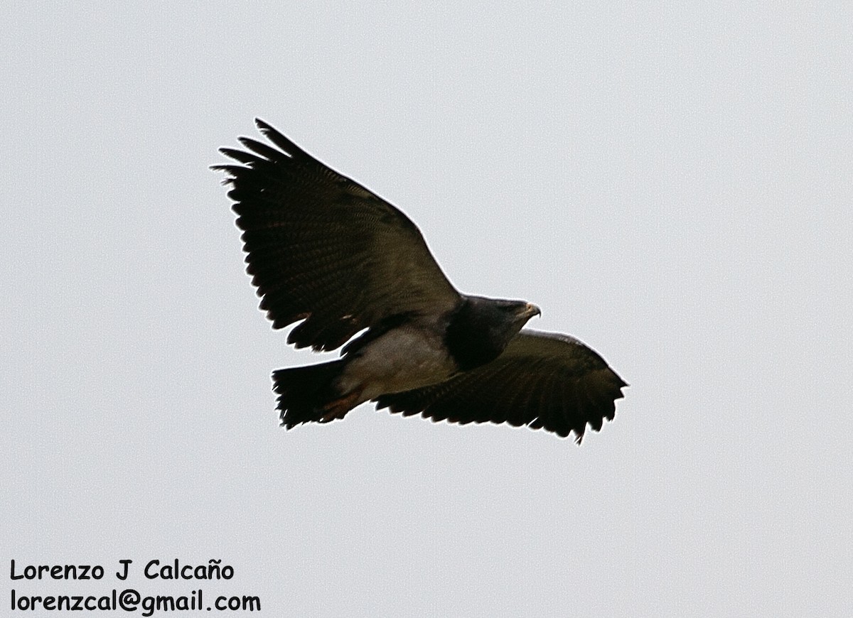 Black-chested Buzzard-Eagle - Lorenzo Calcaño
