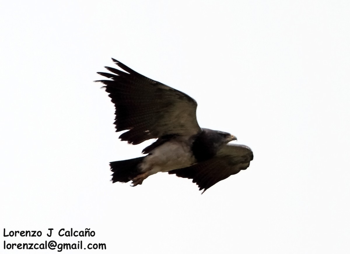 Black-chested Buzzard-Eagle - Lorenzo Calcaño