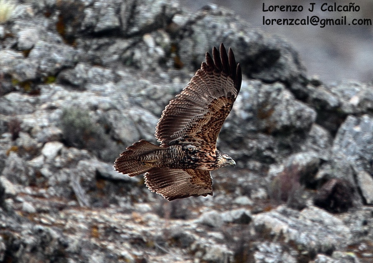 Águila Mora - ML197113721